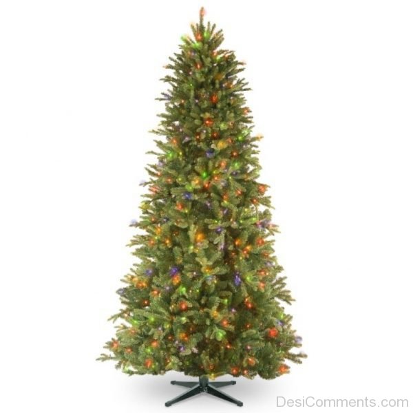 Picture Of Christmas Tree Light Day
