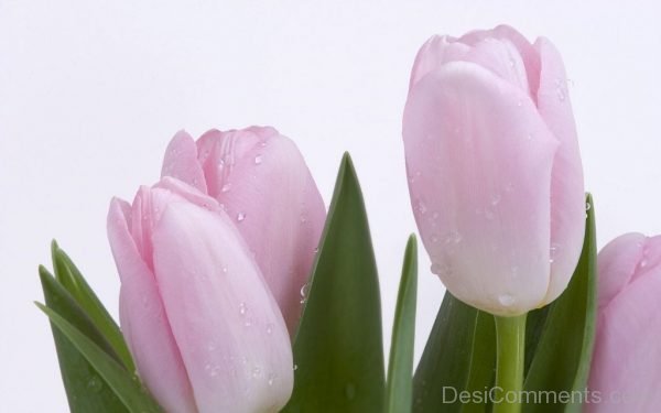 Pink Tulip Flowers Image