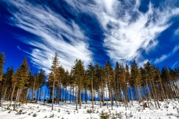 Poland Landscape Tree Line Sky Cloud