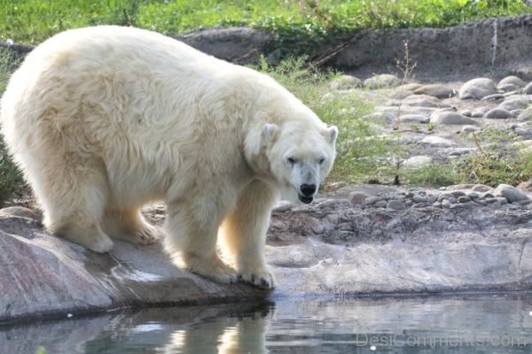 Polar Bear