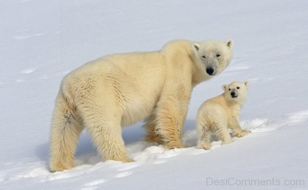 Polar Bear Picture