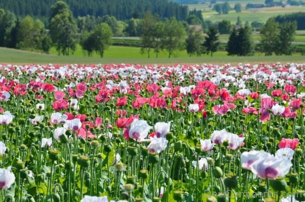Poppy Thriving Mohnfeld Nature