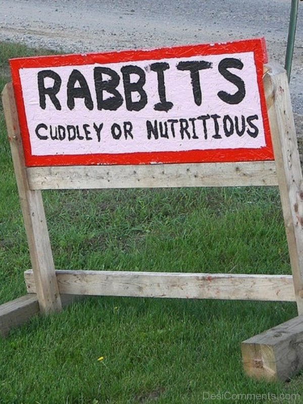 Rabbits Cuddley Or Nutritious