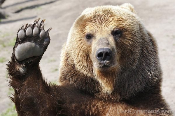 Raising Hand Of Bear
