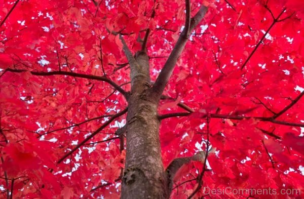 Red Tree