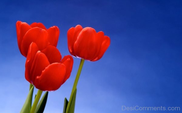 Red Tulip Flowers Pic