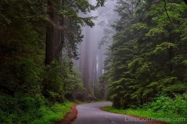 Redwood National Park