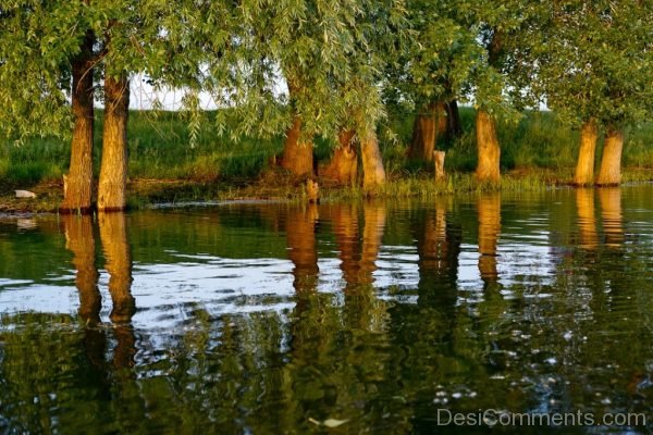 River Water Sunset Trees