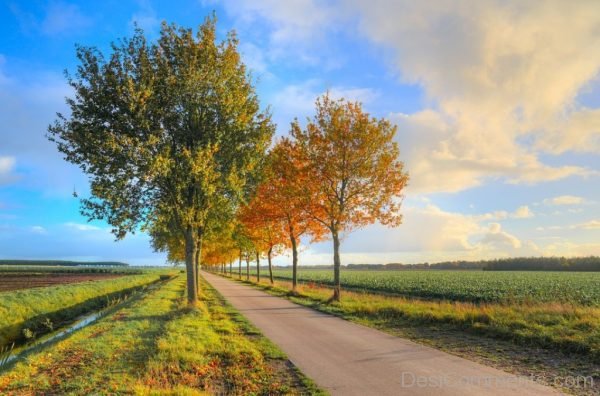 Road Foliage Trees