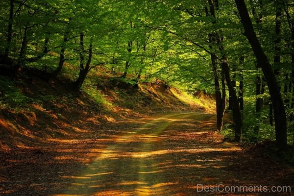 Road Forest Nature Spring Landscape Green Outdoor