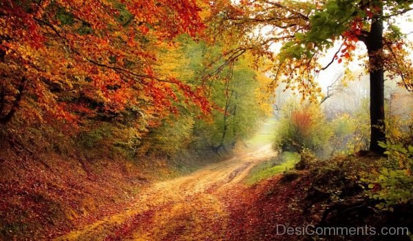 Road Forest Season Autumn