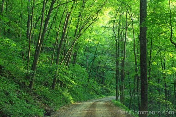 Road Loyalsock State Forest Image