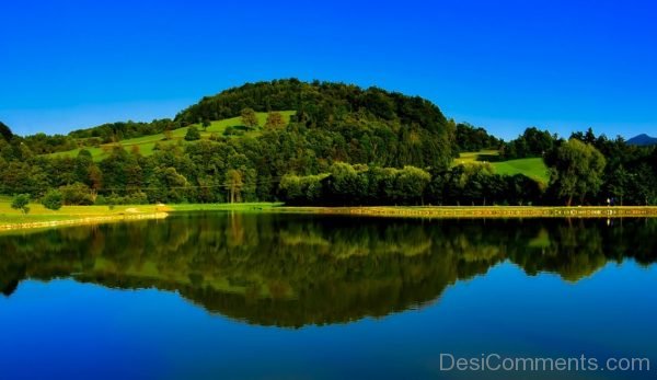 Scenic Hills Forest Trees