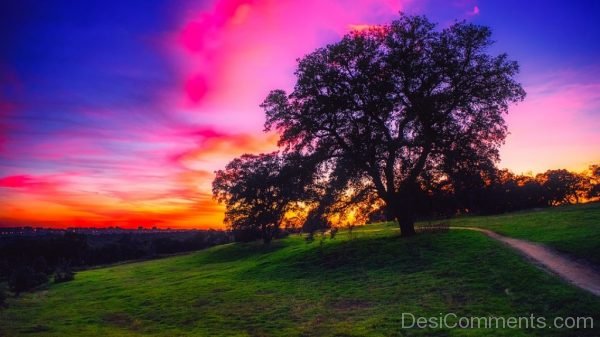 Spain Sunset Colorful Trees