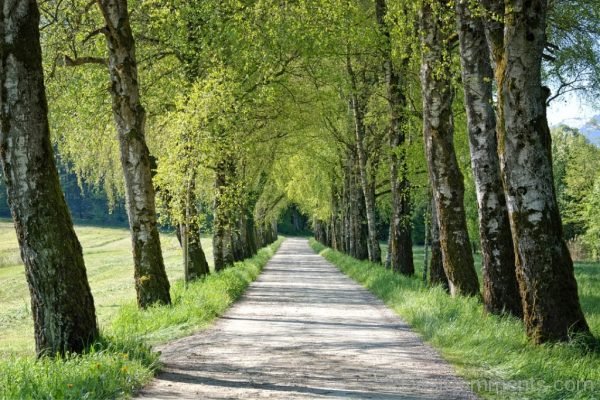 Spring Avenue Trees Birch Away Road Gravel Road