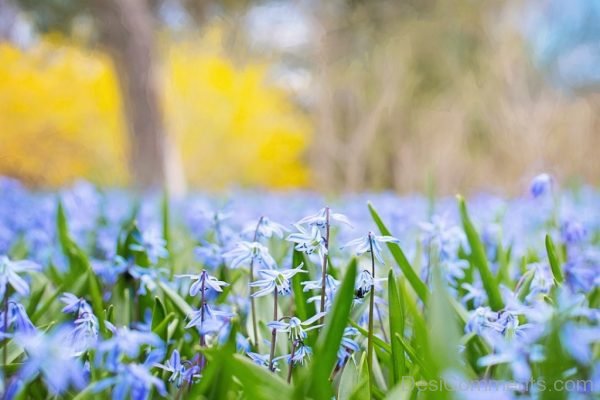 Spring Flowers Photo