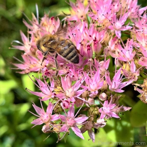 Stonecrop Flowers Pic