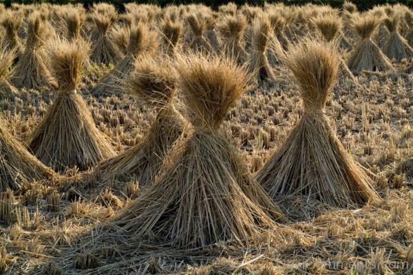 Straw Rice Grain Field Farm