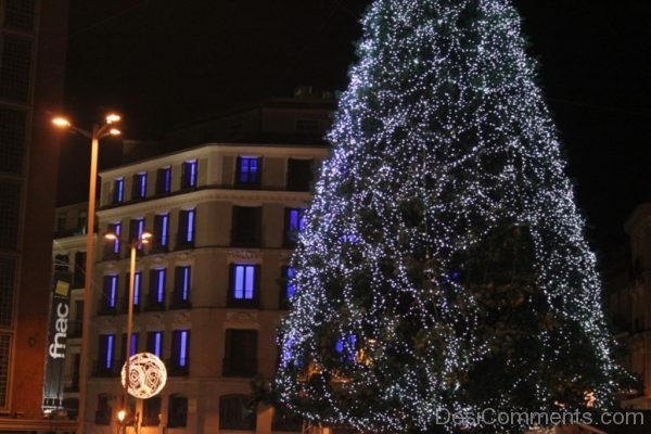 Stunning Christmas Tree Light Day Pic