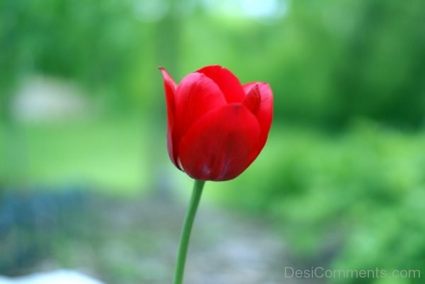 Stunning Pic Of Tulip Flower