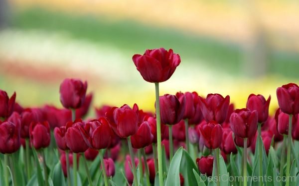 Stunning Tulip Flowers Pic
