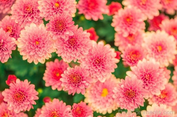 Summer Pink Flowers Image