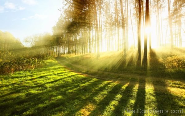 Sunset Forest Trees