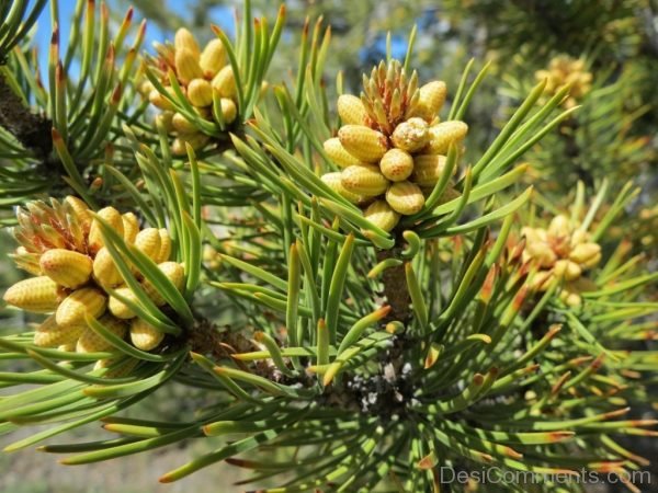 Tree Pine Needles