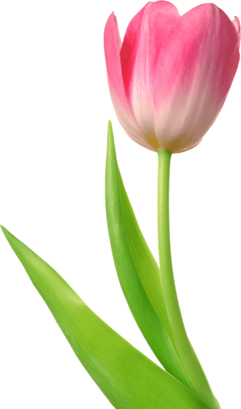 Tulip Flower Image