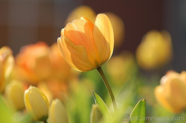Tulip Flower Image