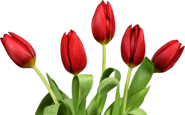 Tulip Flower Photo