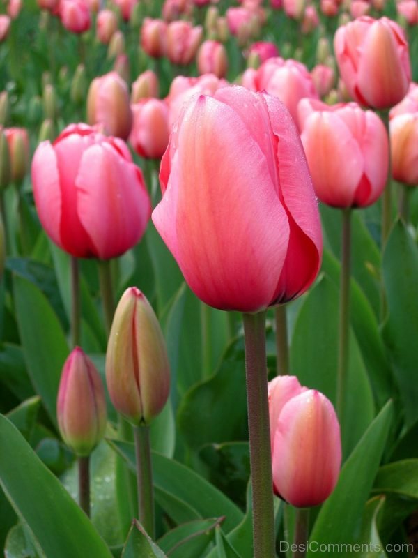 Tulip Flower Pic