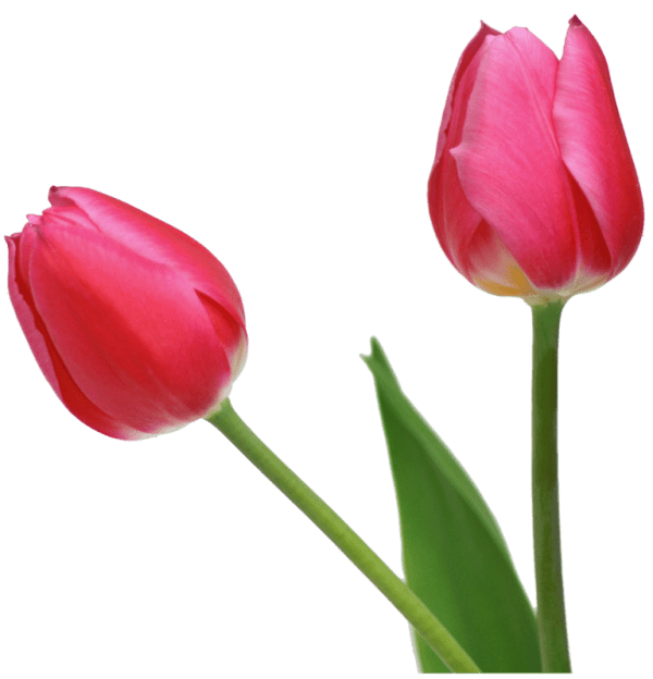 Tulip Flower Picture