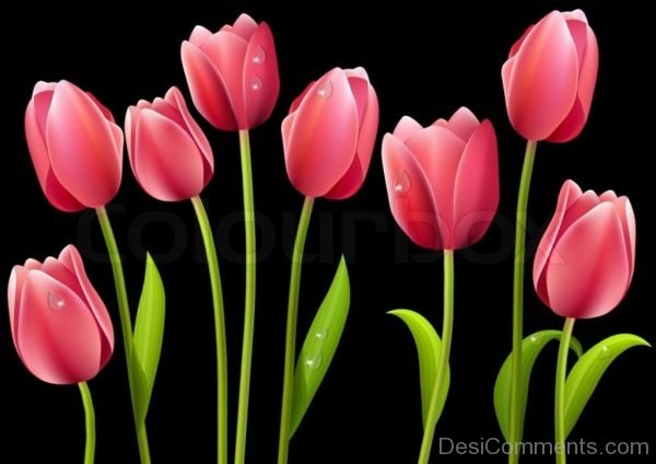 Tulip Flowers