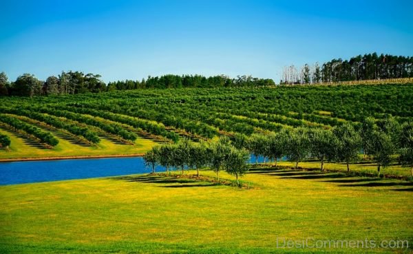 Uruguay Orchard Trees Canal Water Farm