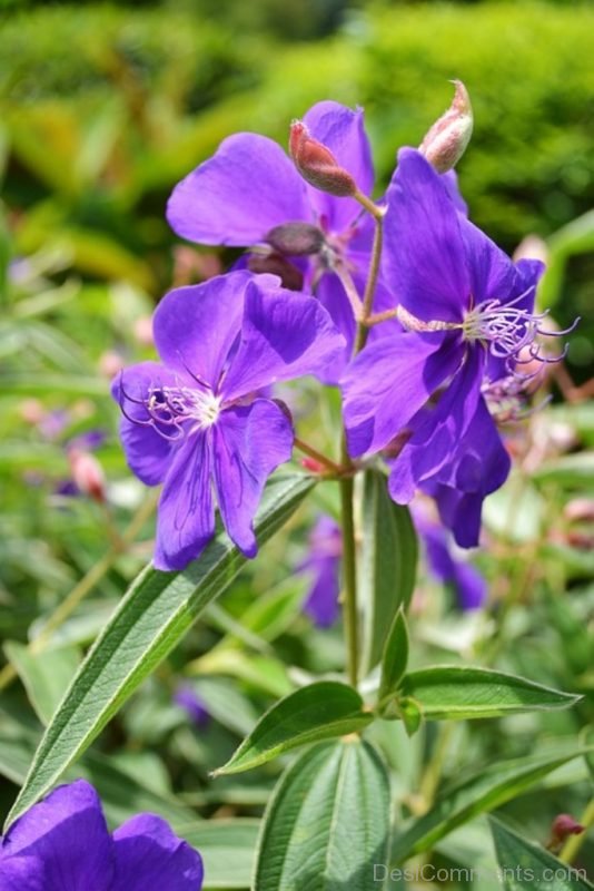 Violet Flower Image