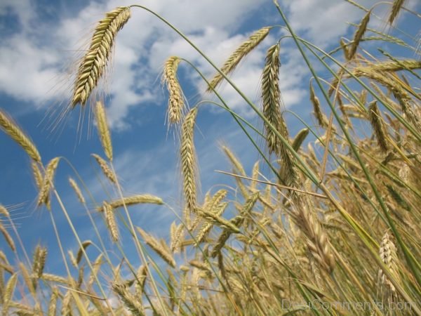 Wheat Agriculture