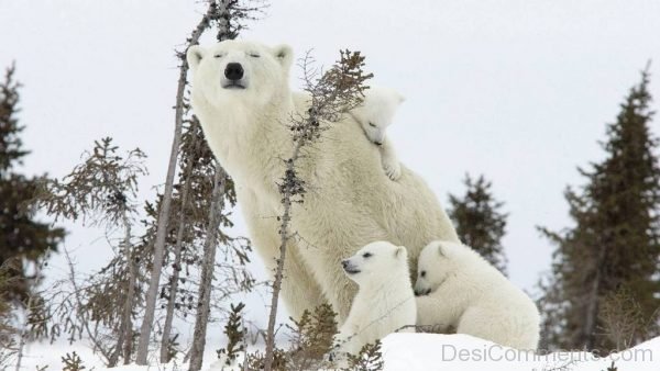 White Bear Image