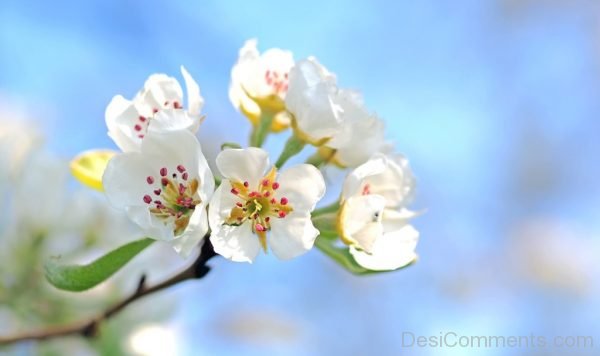 White Flower Pic