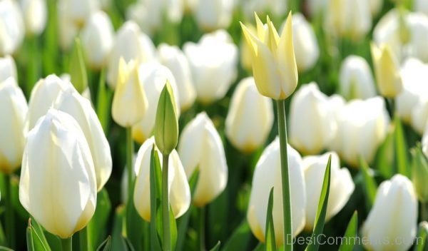 White Tulip Flowers Pic