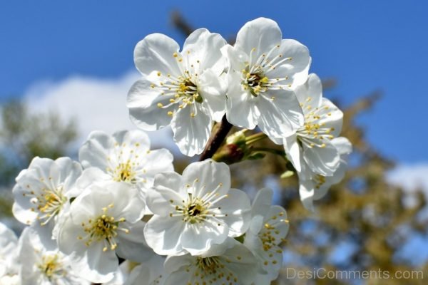 Whithe Cherry Flowers