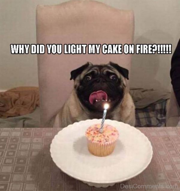 Why Did You Light My Cake On Fire
