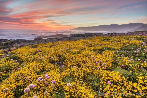 Wildflowers Ocean Sea