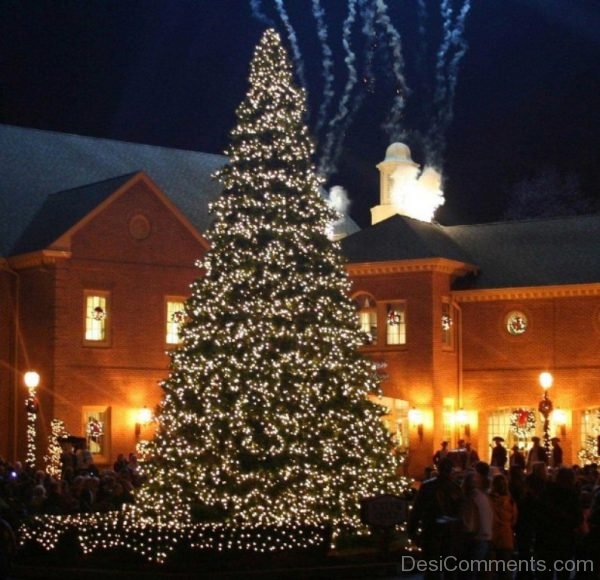 Wonderful Christmas Tree Light Day Image
