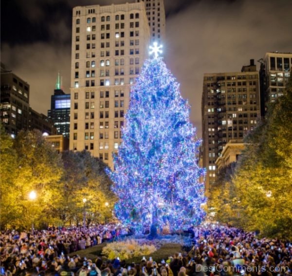 Wonderful Christmas Tree Light Day Photo