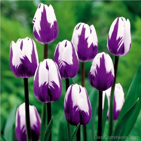 Wonderful Pic Of Tulip Flowers