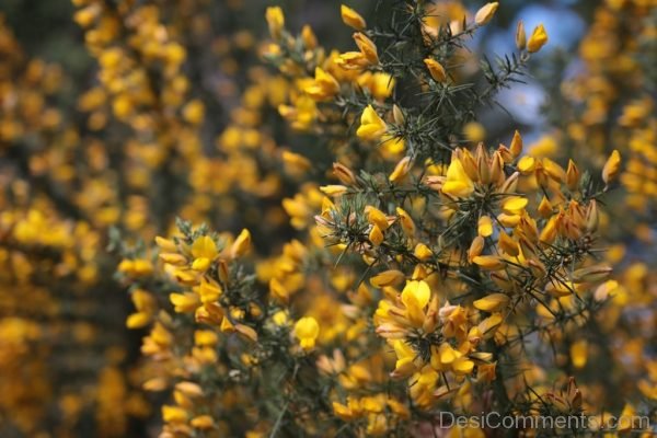 Yellow Flower