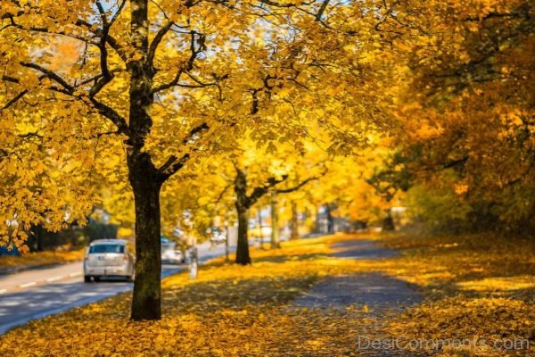 Yellow Road Trees