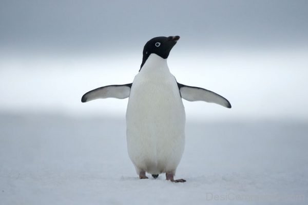 Adelie Penguin Posing
