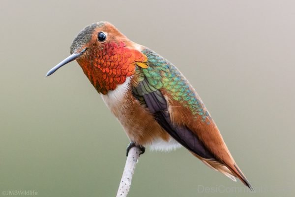 Allen’s Hummingbird